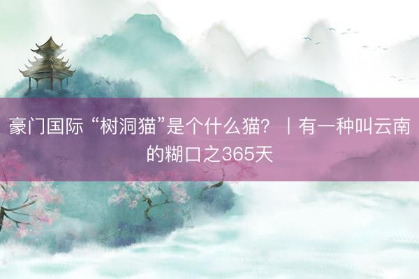 豪门国际 “树洞猫”是个什么猫？丨有一种叫云南的糊口之365天
